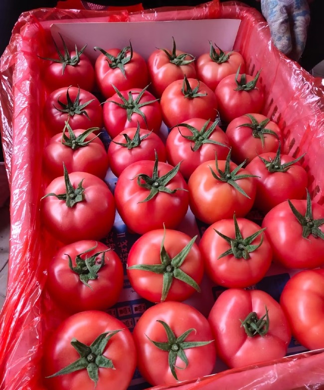 山东聊城莘县精品大红西红...