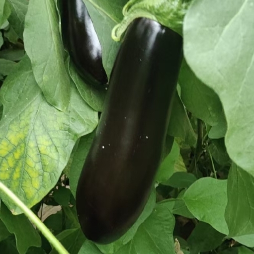 电商烧烤茄，绿把茄，黑长...