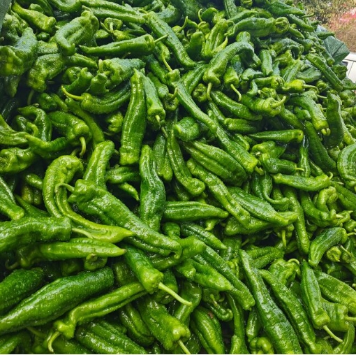 砀山薄皮辣椒，产地直销