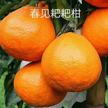 柑桔苗，春见耙耙柑苗，华...